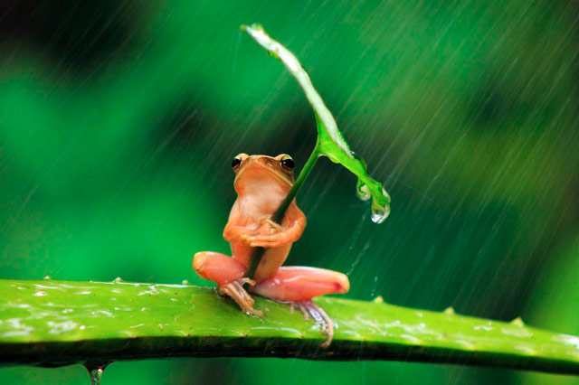 Frog With An Umbrella