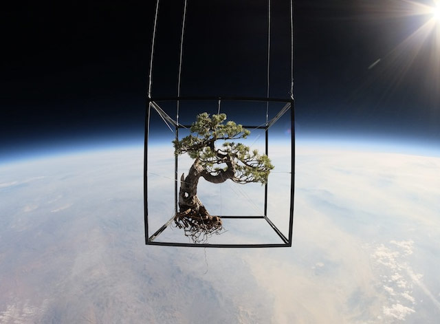 Bonsai in space