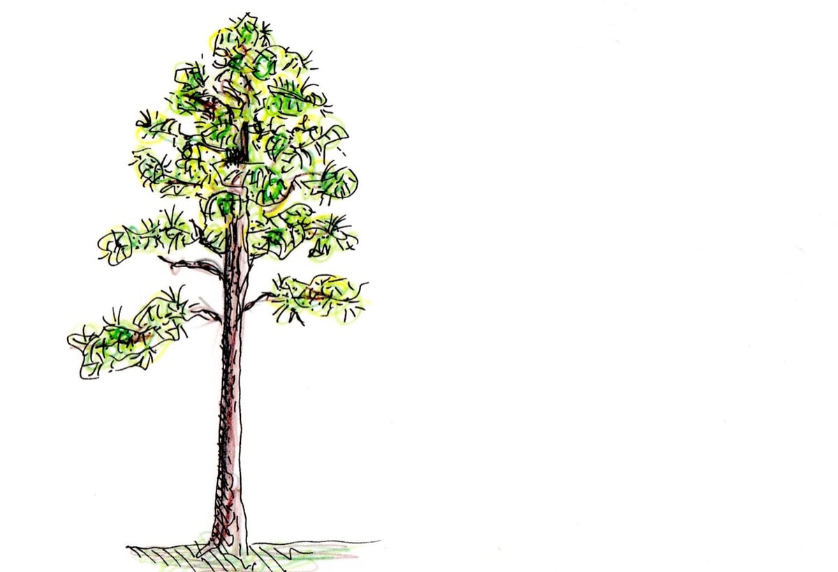 a drawing of a longleaf pine