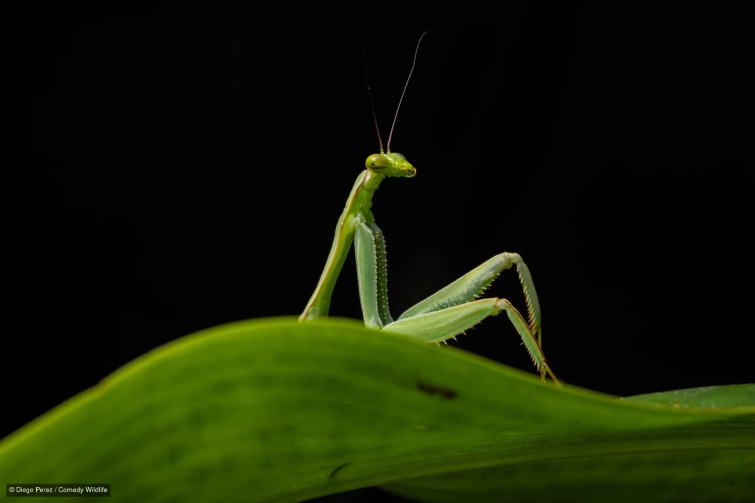 The 2026 Comedy Wildlife Awards Finalists