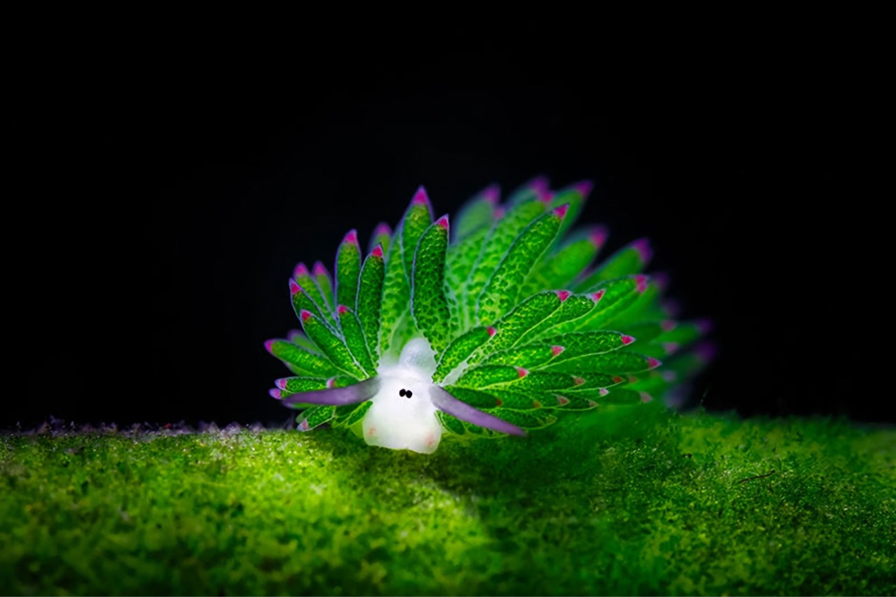 The Leaf Sheep Slug: The Animal That Eats Sunshine