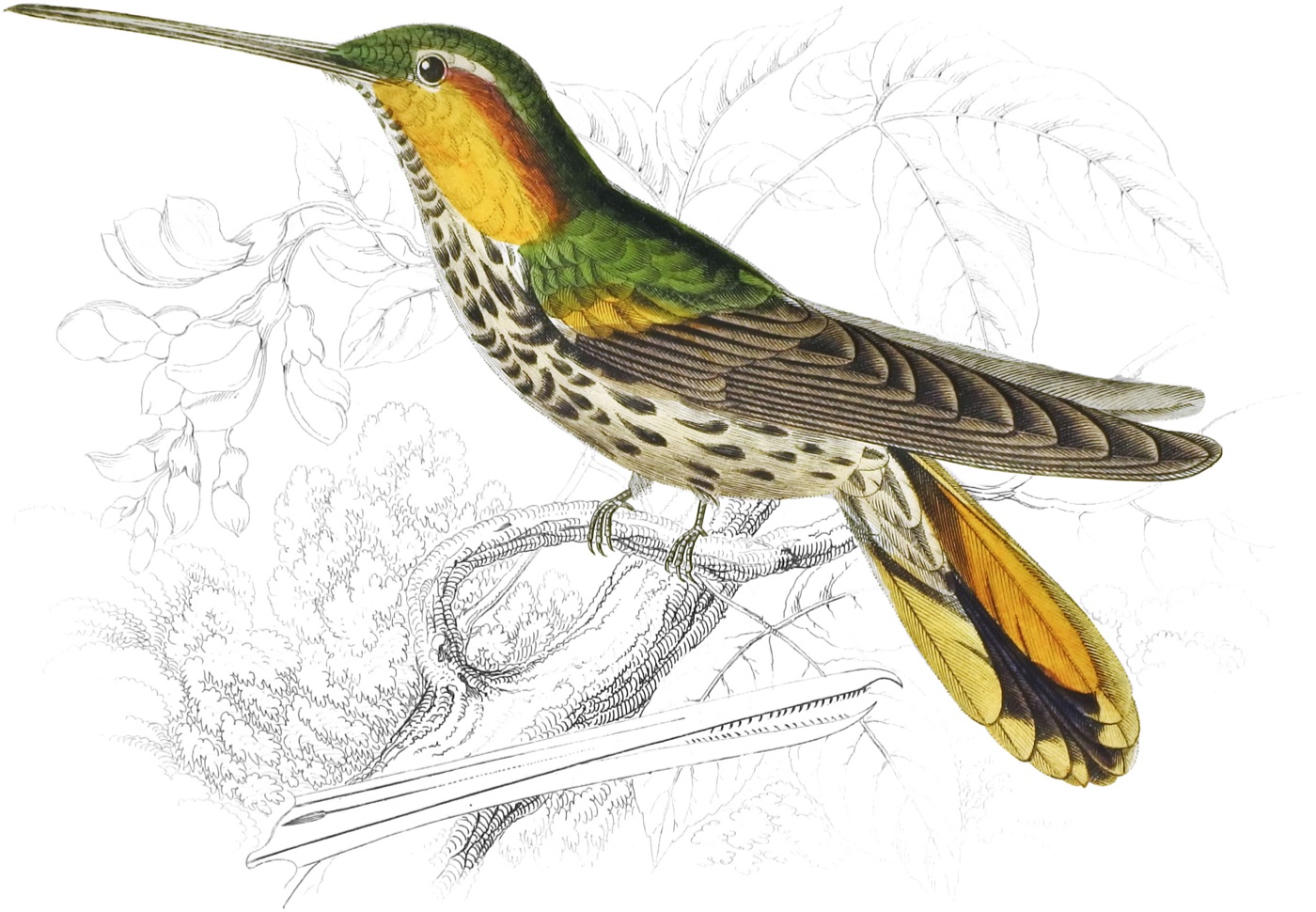The Naturalist’s Library (1833-43)