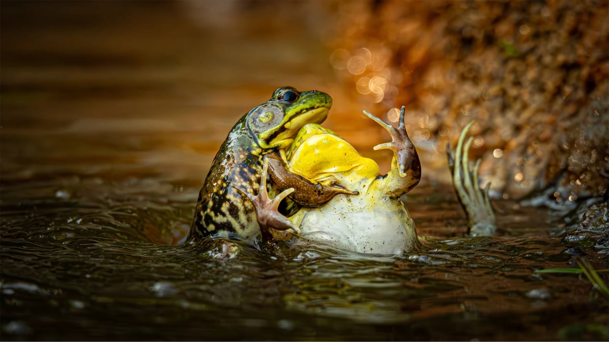 It shows two male green frogs (Lithobates clamitans) fighting over territory. The picture was captured by Grayson Bell, a talented 13-year-old photographer who gave it the genius title ‘Baptism of the Unwilling Convert’.