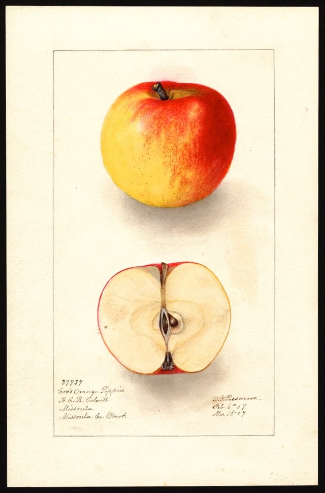 Apple Painting