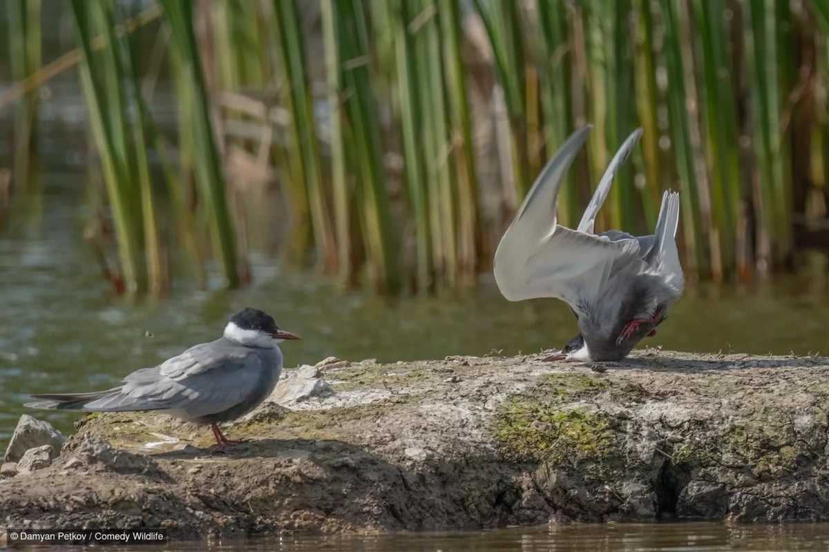 one bird looks on as another crashes into a rock