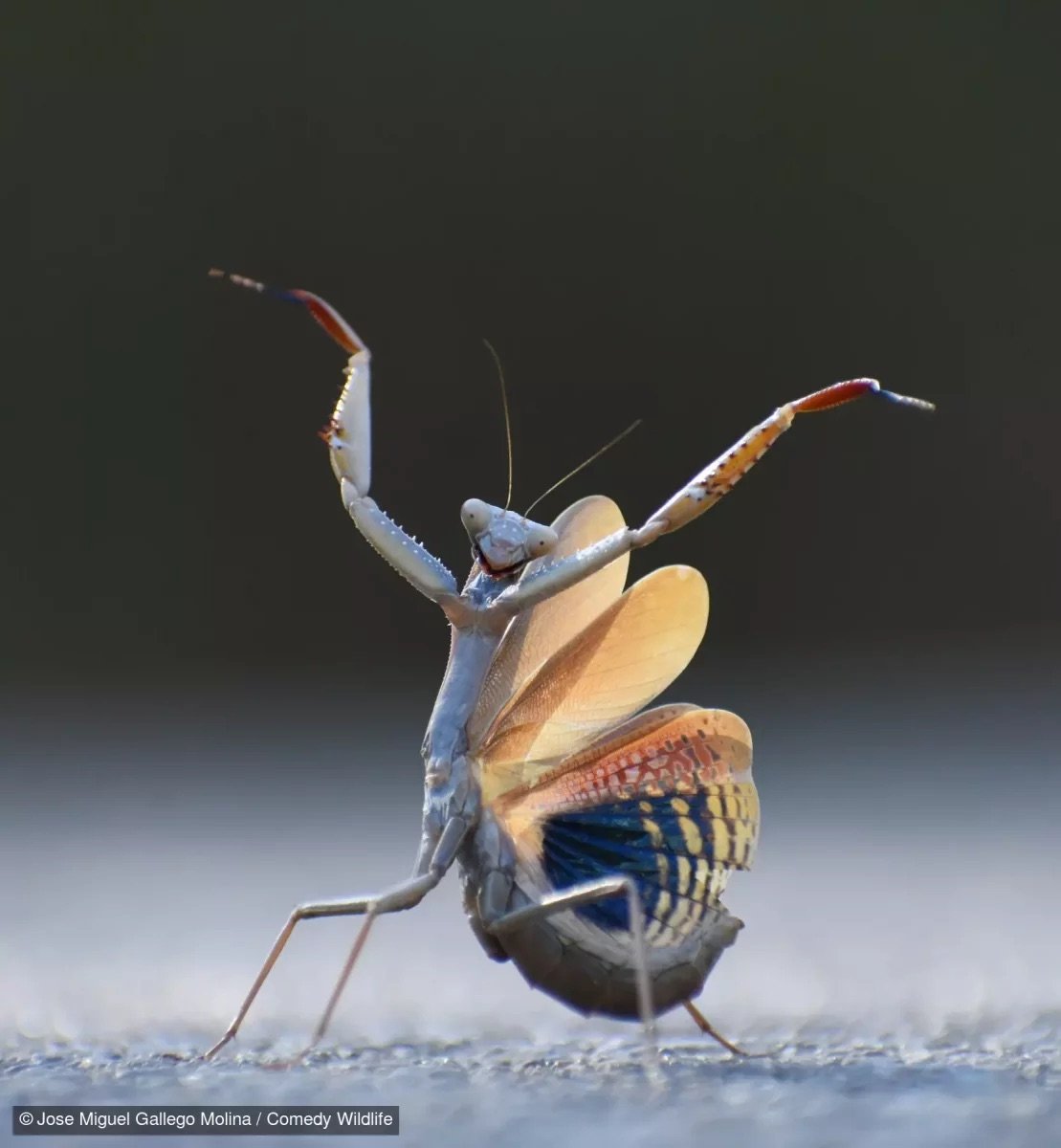 a colorful mantis strikes a pose