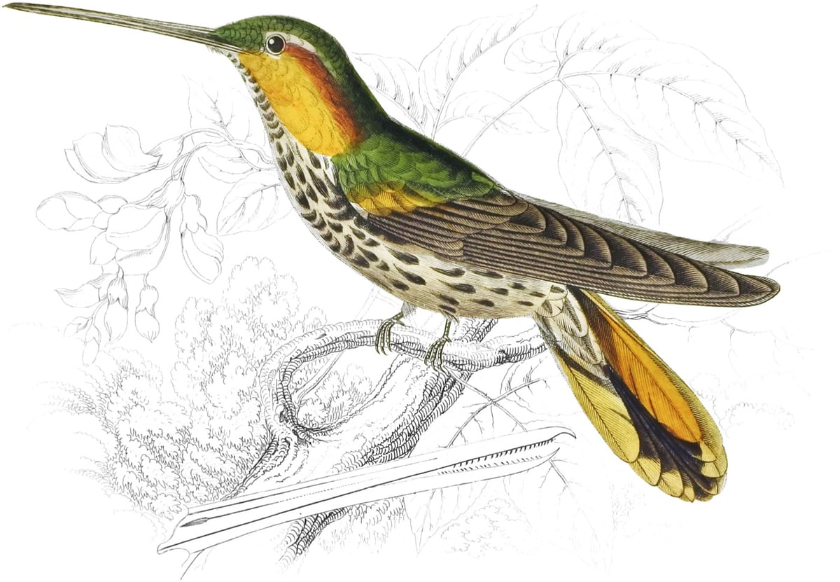 bird drawing