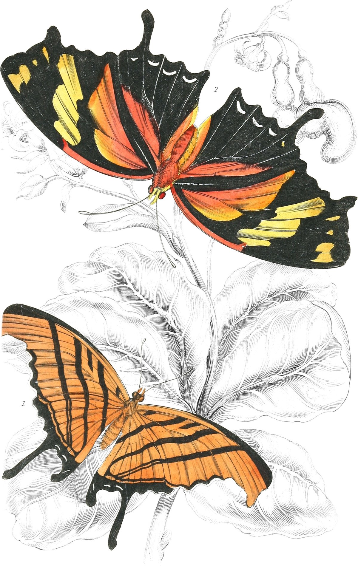 butterfly drawing