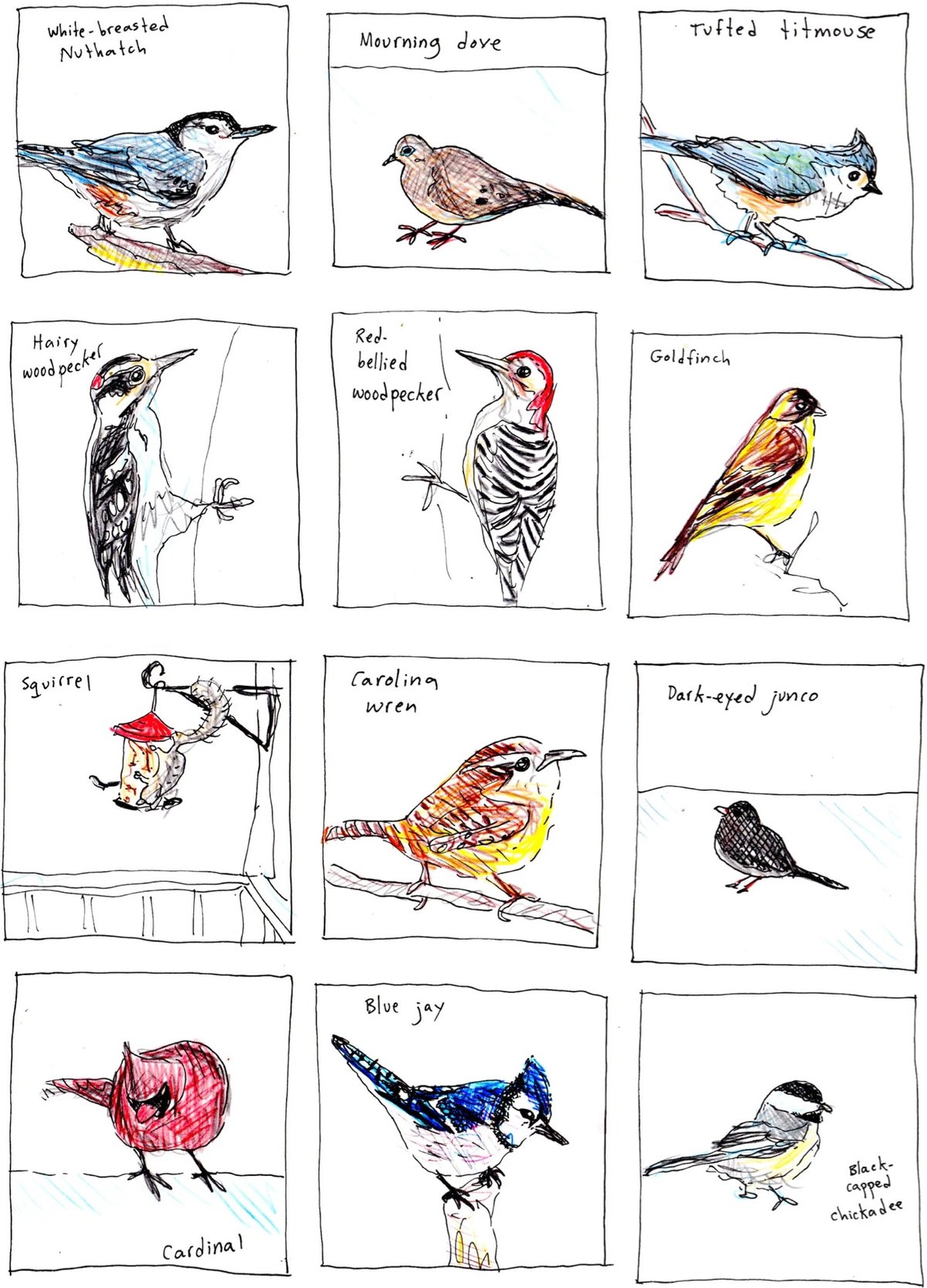 several drawings of birds