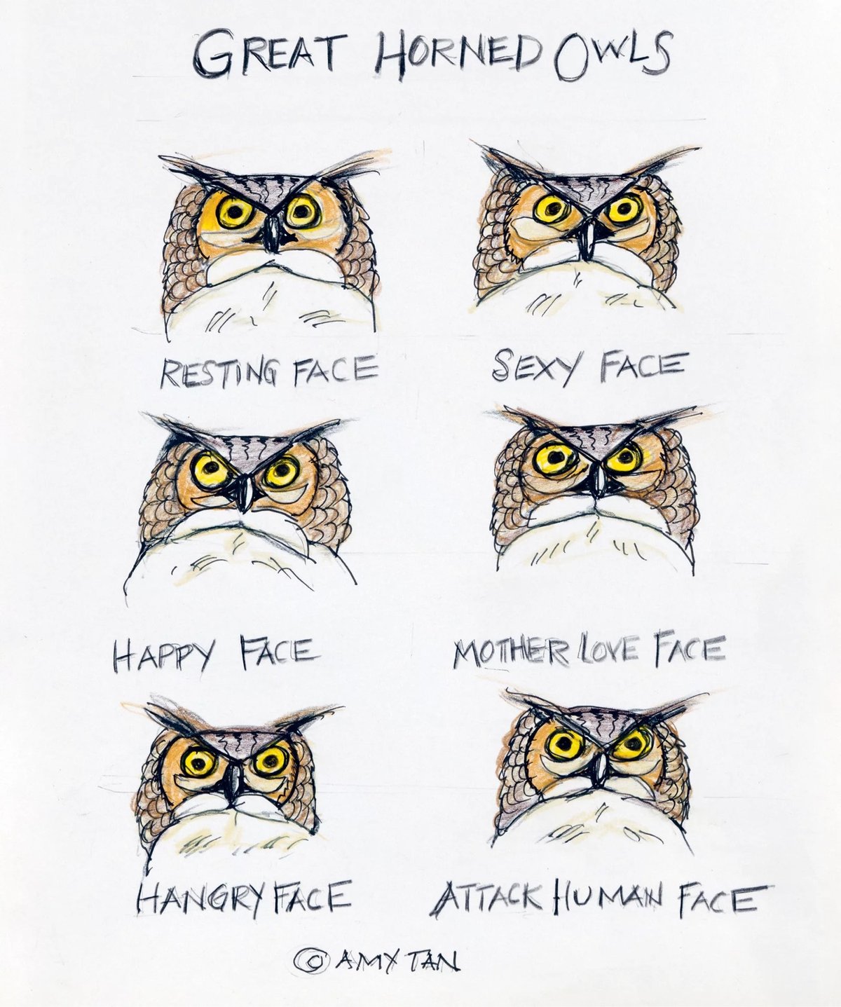 illustration of several owl expressions