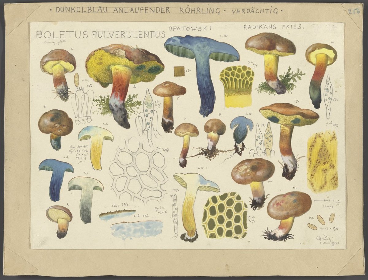 watercolor illustrations of mushrooms by Hans Walty
