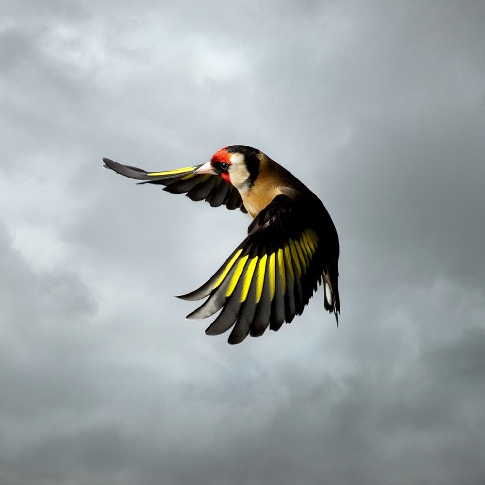 photo of a bird in flight