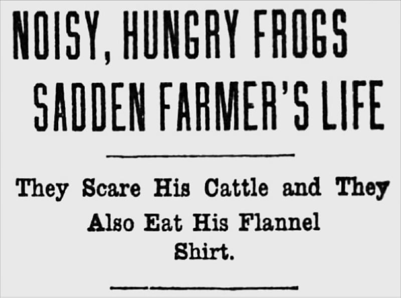 NOISY, HUNGRY FROGS SADDEN FARMER'S LIFE. They Scare His Cattle and They Also Eat His Flannel Shirt.
