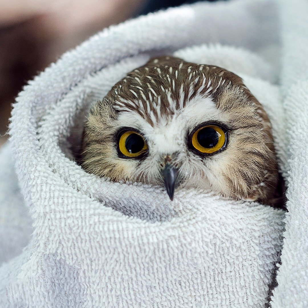 an owl wrapped in a towel