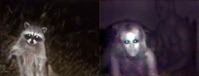 Paris Hilton sex tape