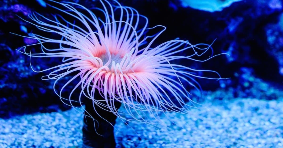Sea Anemone