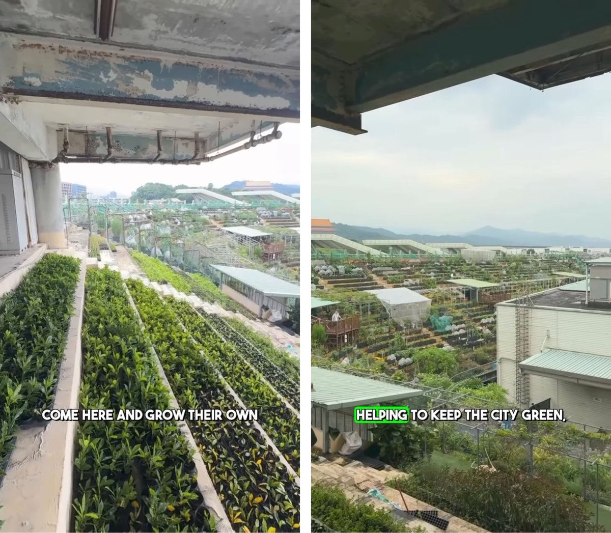 a community garden in the stands of an old football stadium