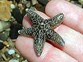 a wee starfish