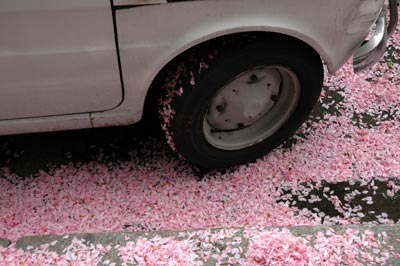 Pink blossoms