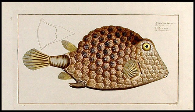 Bloch Fish