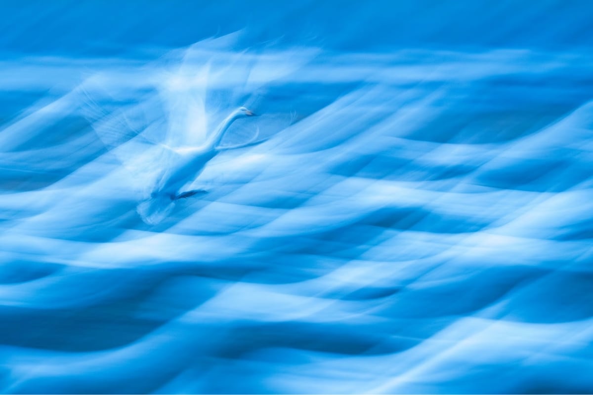 the blurred shape of a swan coming in to land against an abstract background of blurred swans