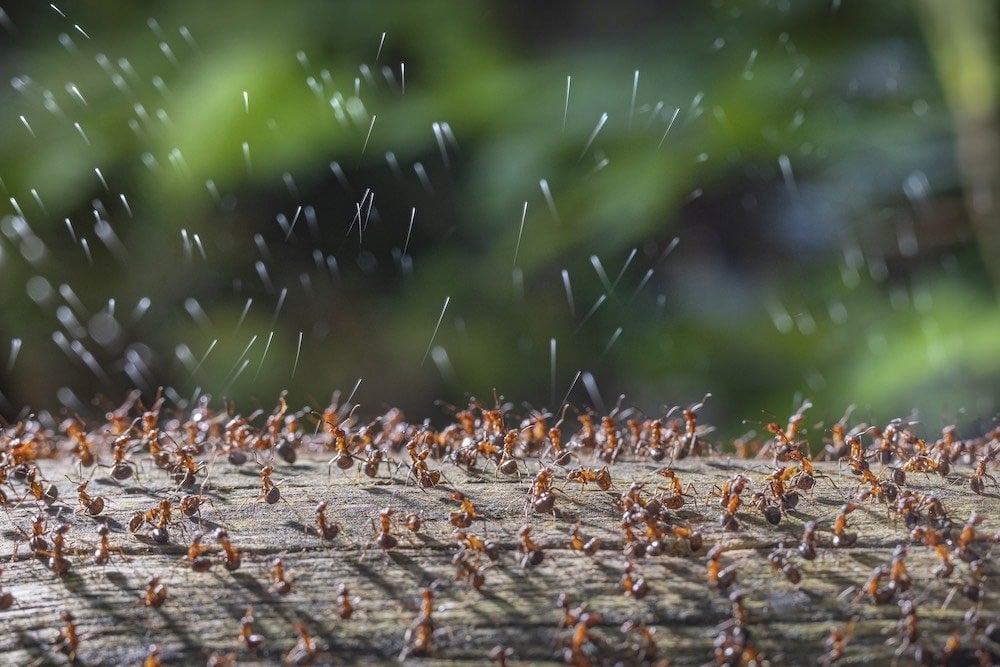 dozens of ant shooting acid into the air