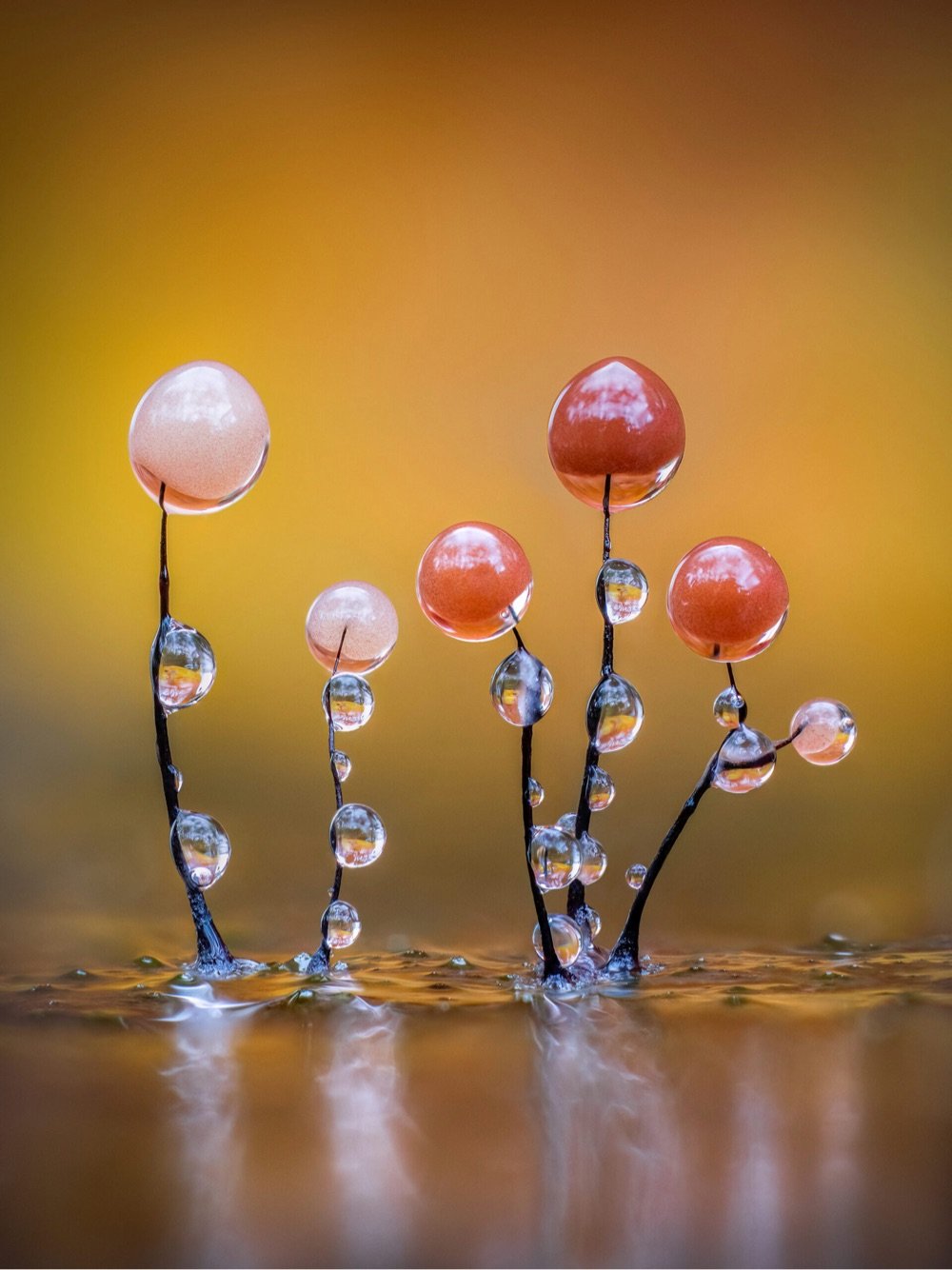 spikes of an orange slime mold covered in water droplets