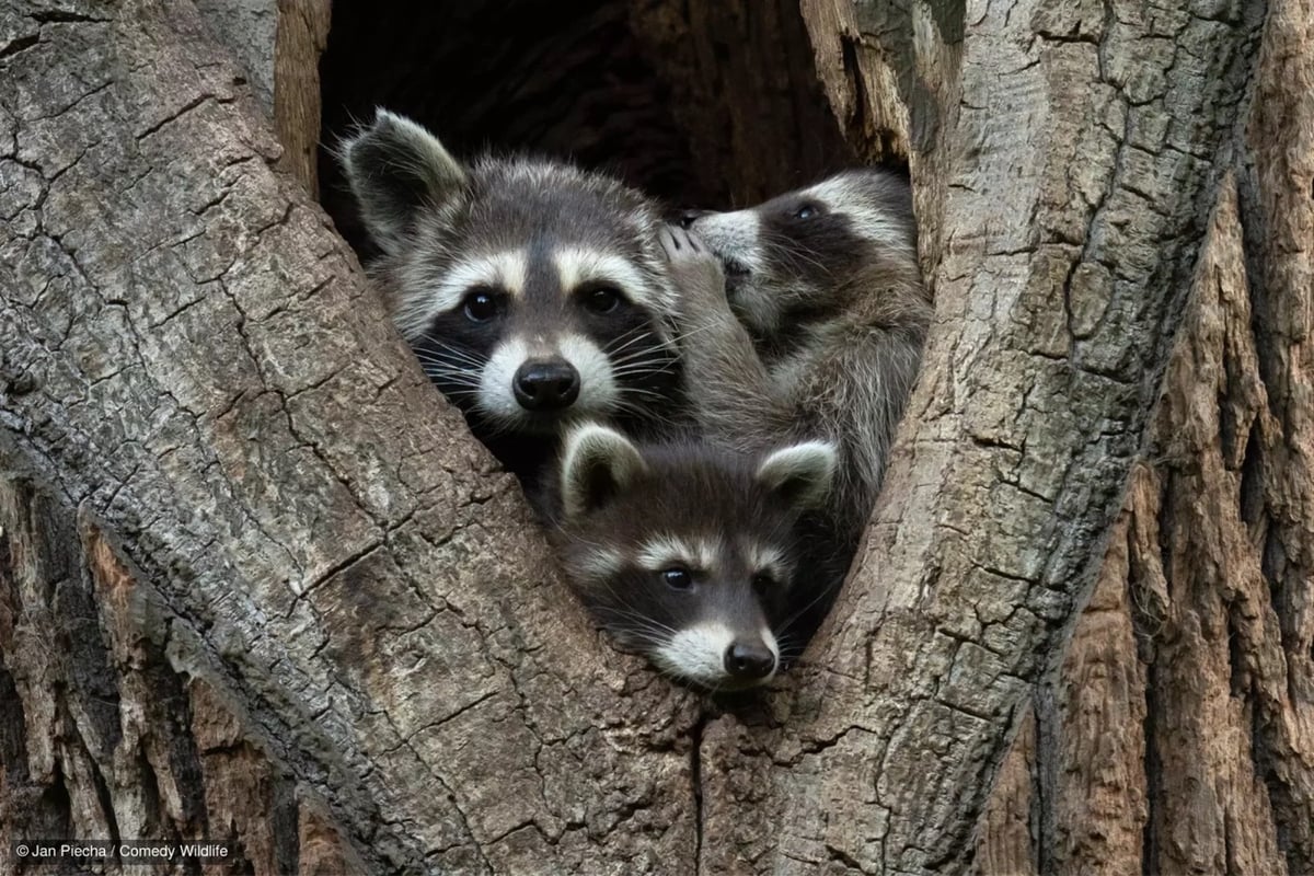 three raccoons sit in a tree; one looks like it's whispering something in another's ear