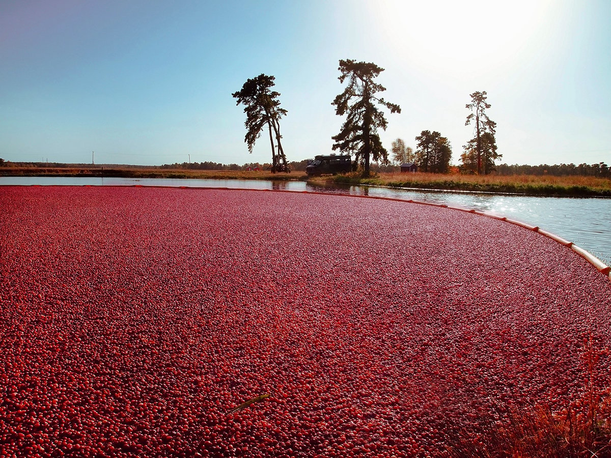 cranberry-bog.jpg