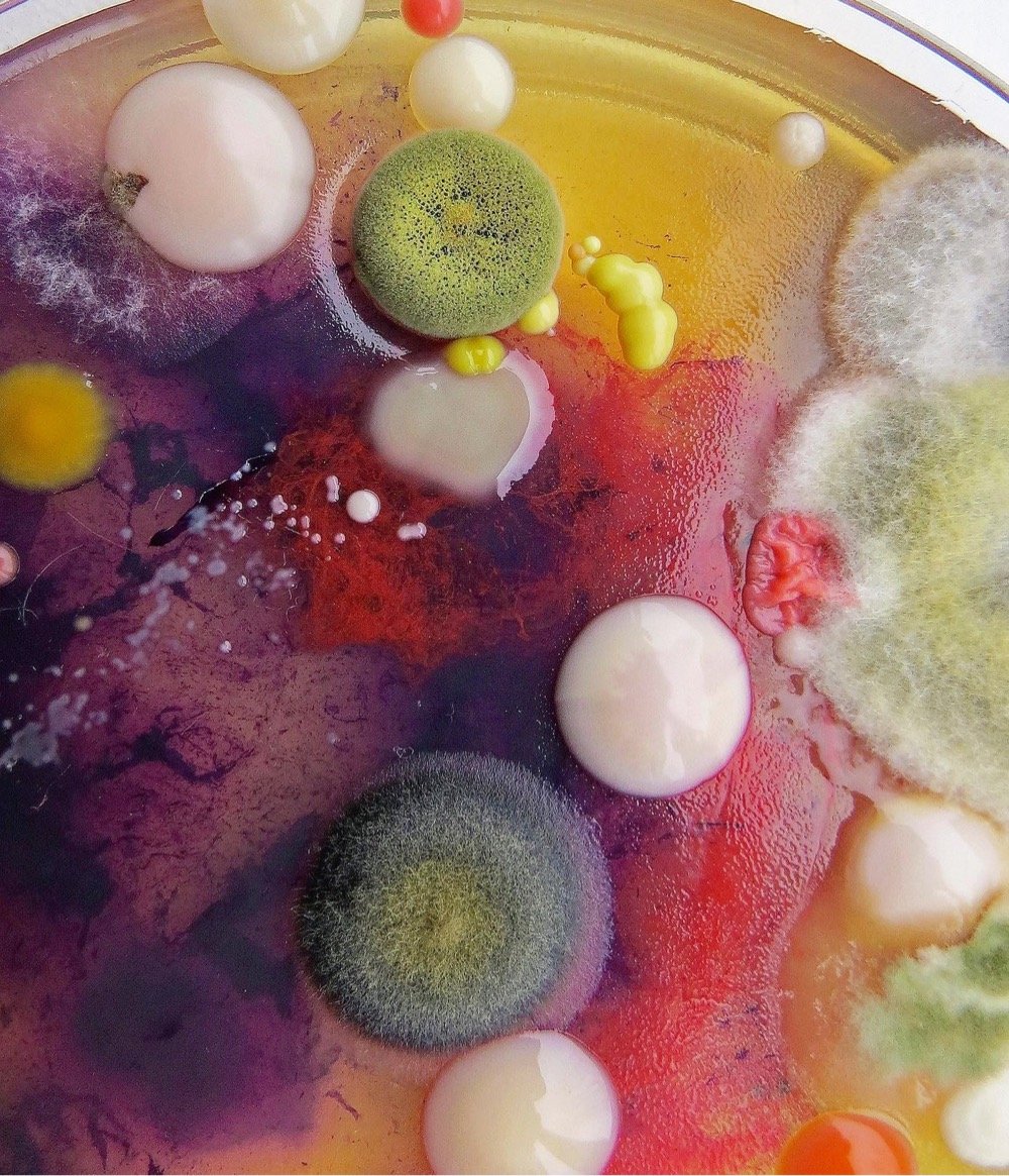 colorful mold in a petri dish