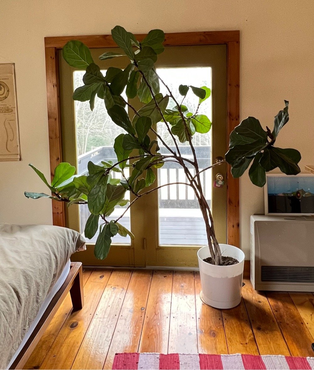 a majestic fiddle leaf fig tree leans precariously to one side in a bedroom