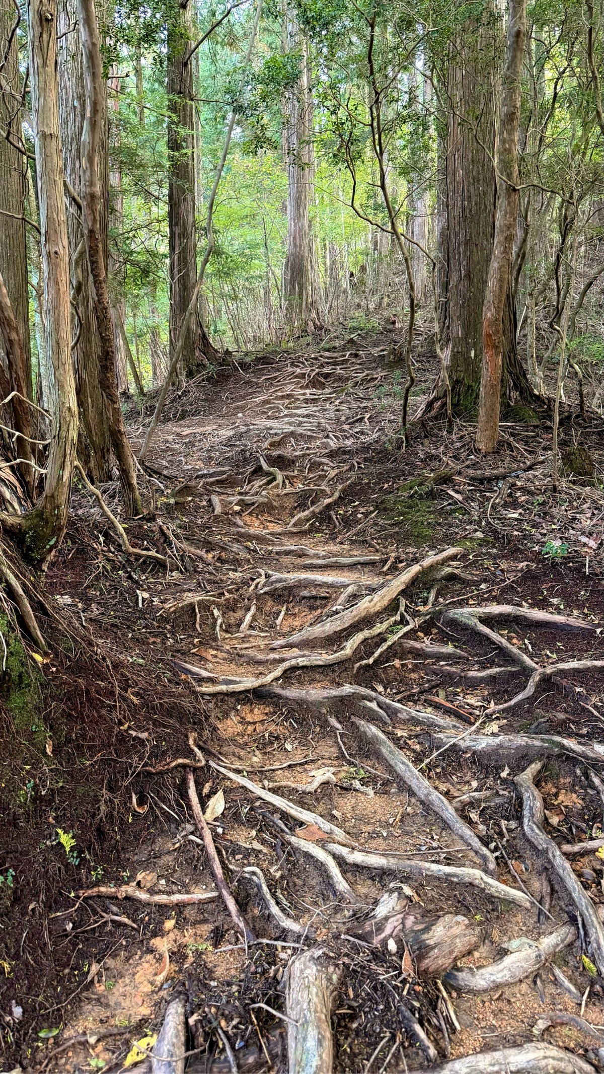 a path through the forest filled with tangled roots