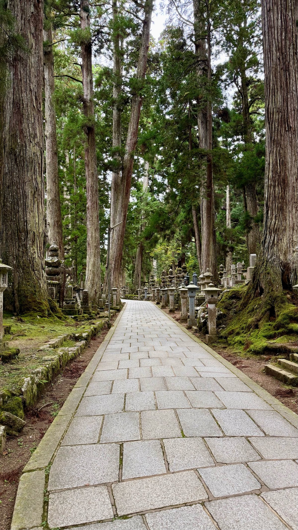 a stone path through a cemetery with very big, tall trees