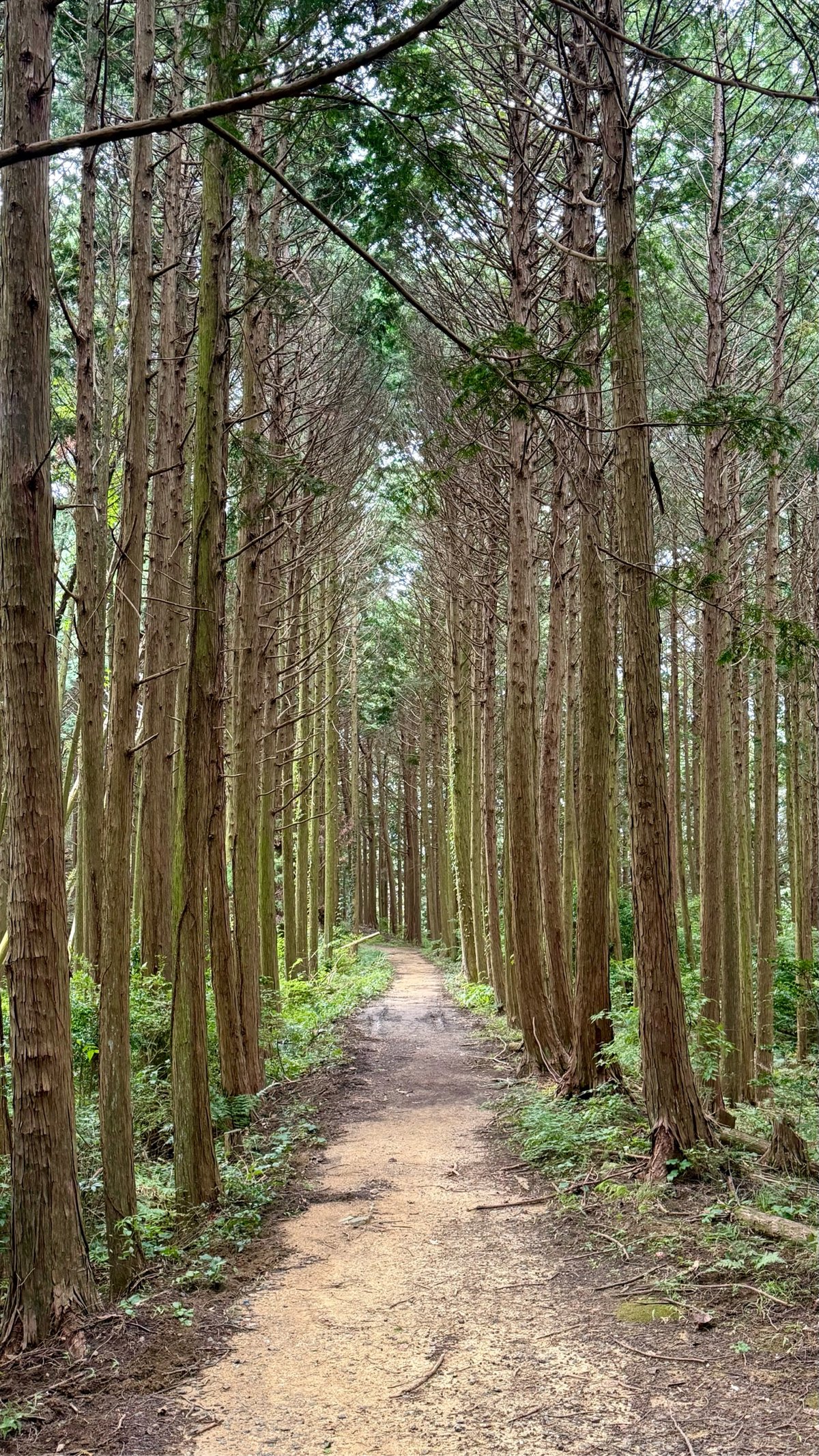 a path through a forest of tall trees