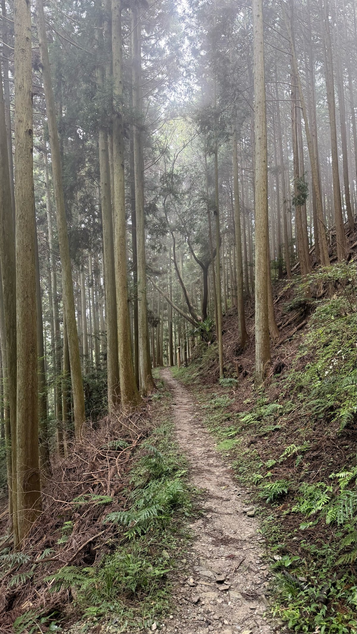 a path through a forest of tall trees