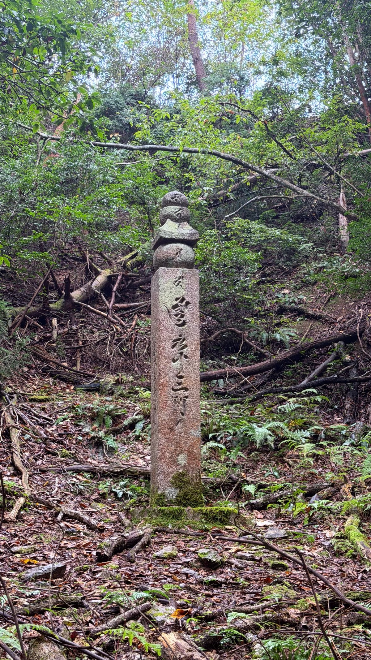 a path through a forest of tall trees
