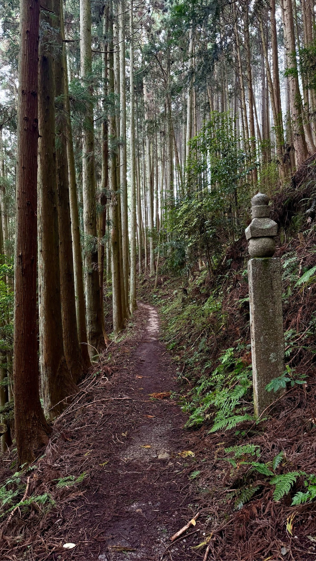 a path through a forest of tall trees, with a stone marker on the right side of the path