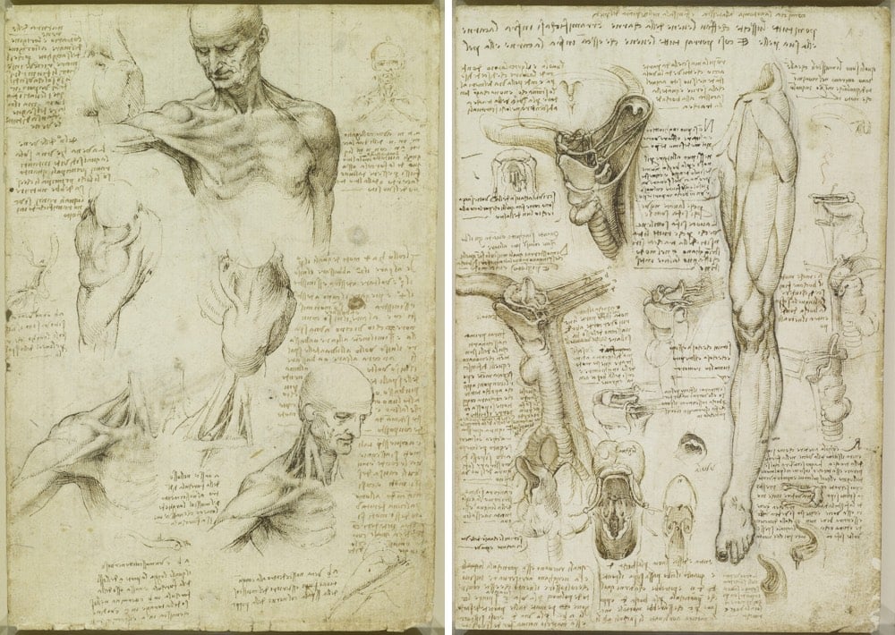Leonardo Anatomy