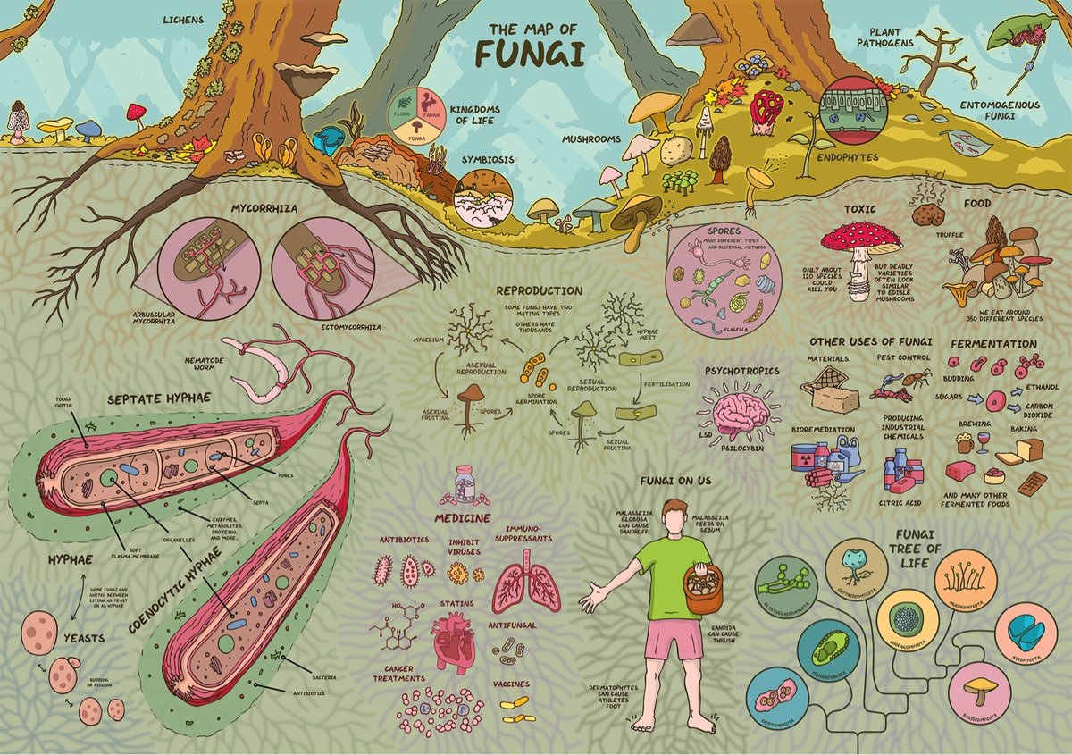 a detailed infographic about the fungi kingdom