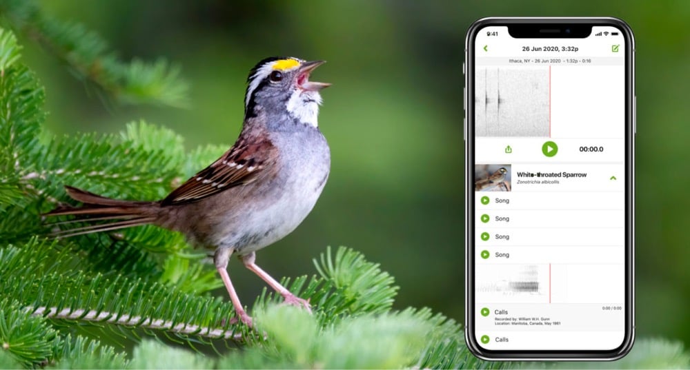 a bird singing and the Merlin app identifying what kind of bird it is