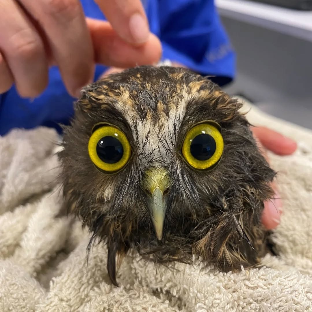 an owl wrapped in a towel
