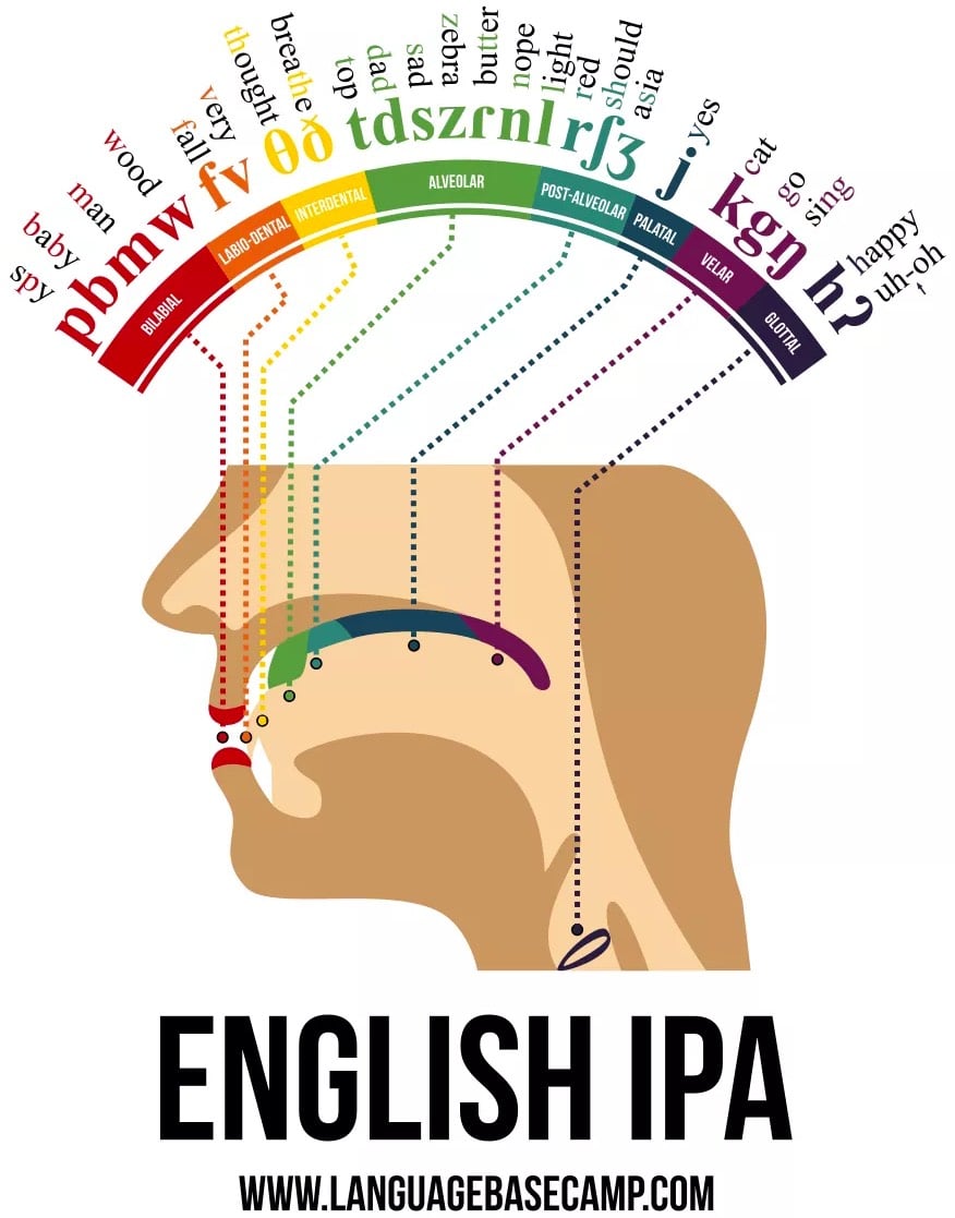 A Phonetic Map of the Human Mouth