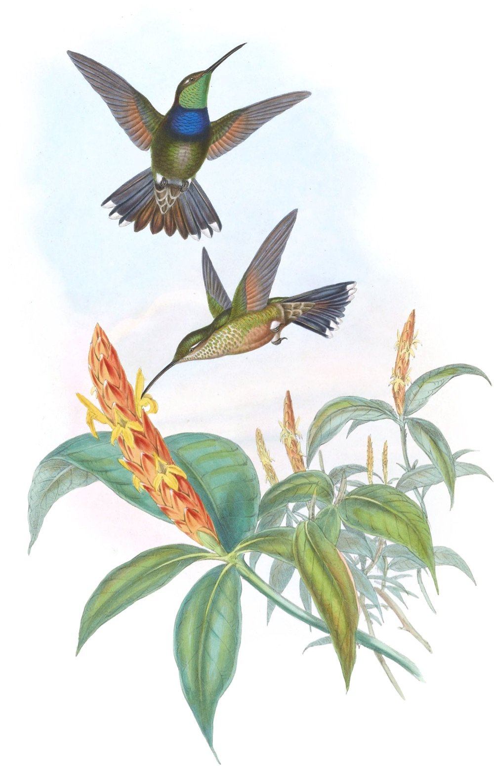 a pair of hummingbirds fly amongst flowers