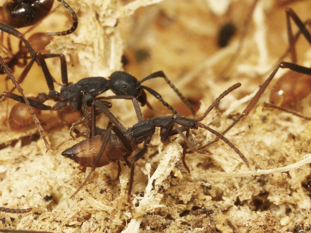 Rove Beetle Ant