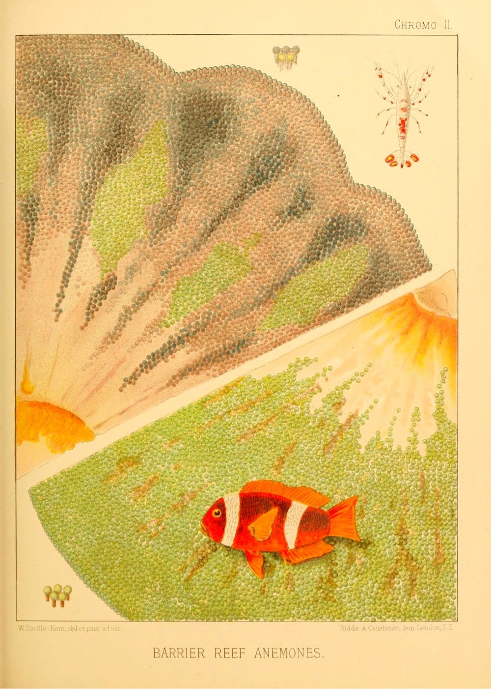 19th-Century Illustrations of the Great Barrier Reef