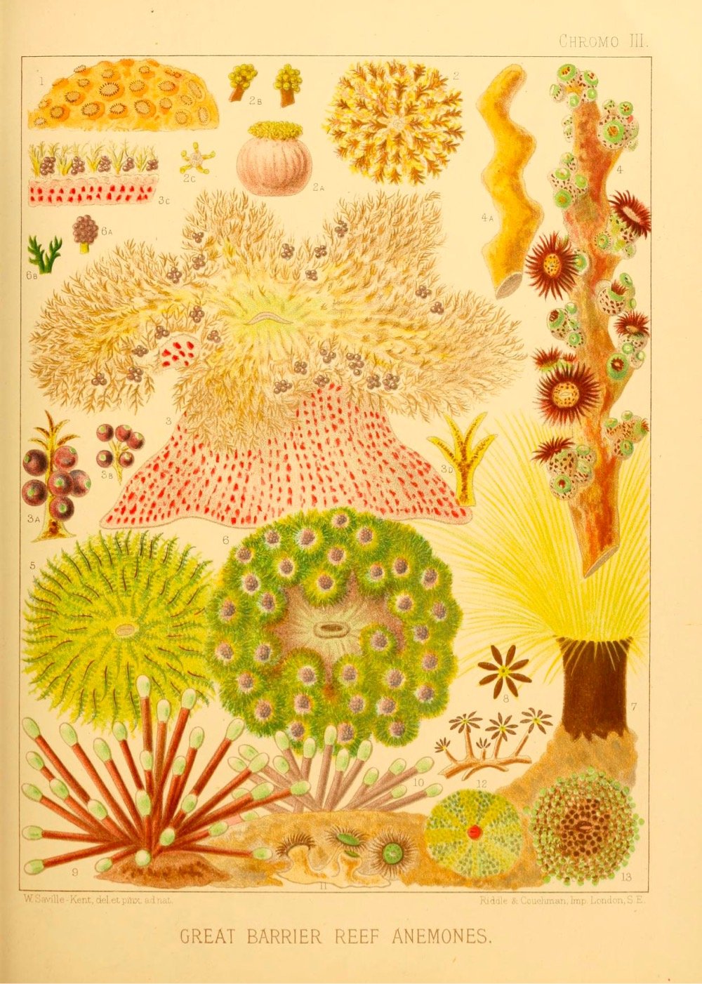 19th-Century Illustrations of the Great Barrier Reef