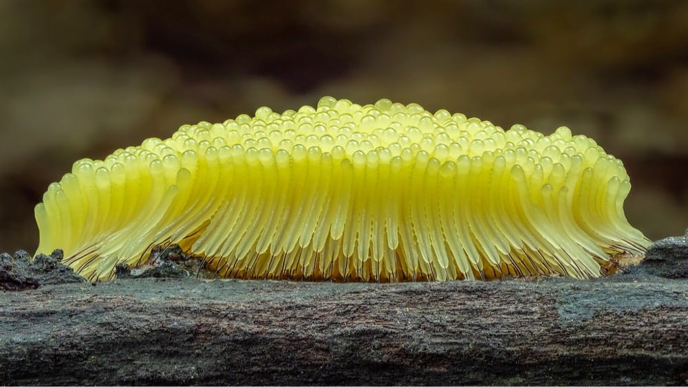 macro photograph of slime molds