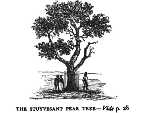 Stuyvesant pear tree