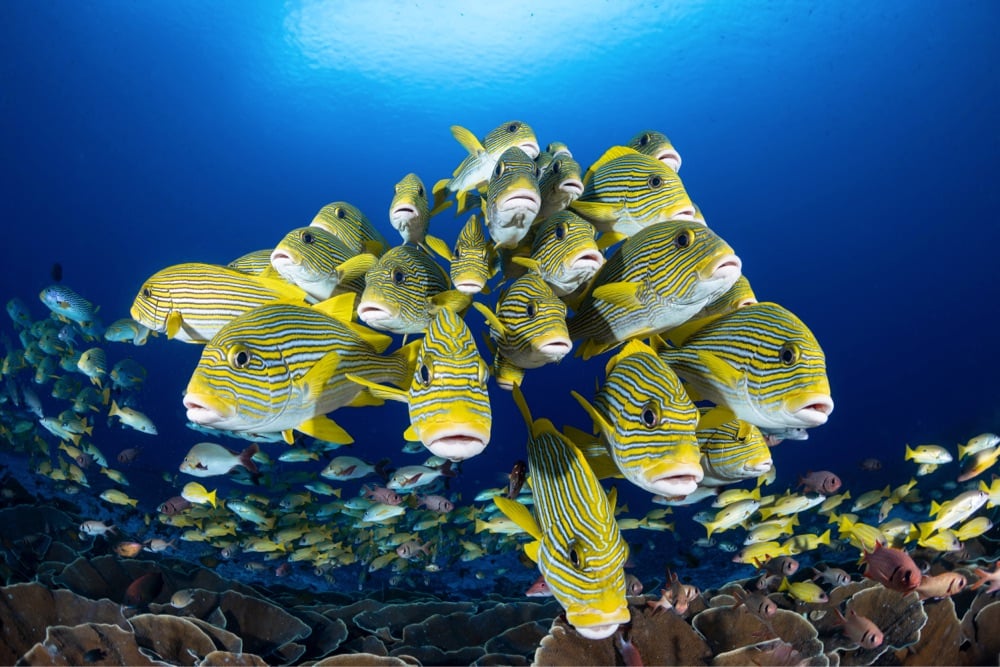 a school of yellow fish look right into the camera