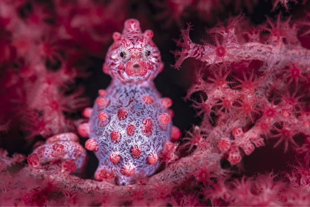 a red and purple pygmy seahorse